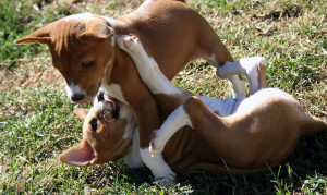 Two 6-week old puppies learning how to play nice