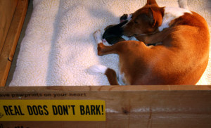 webReal-Dogs-Don't-Bark