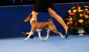 Jagger on the move at the 2013 Purina National