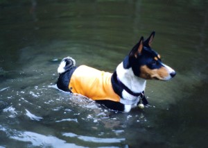 KippWater1994